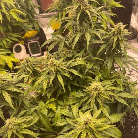 Charlottes Angel CBD Auto growlog timeline photo