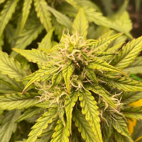 Charlottes Angel CBD Auto growlog timeline photo