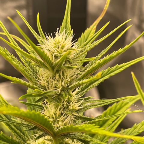 Gorilla Girl XL Auto growlog timeline photo