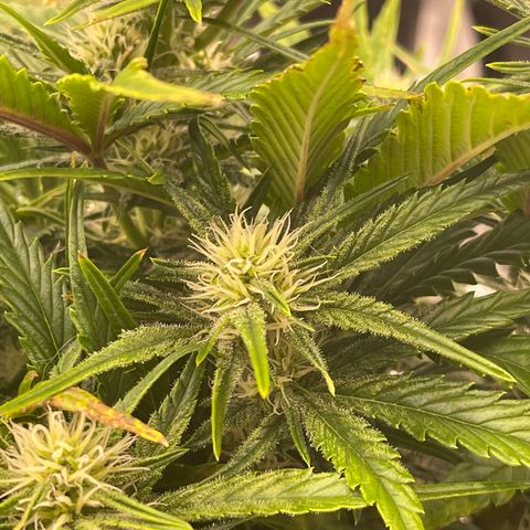 Gorilla Girl XL Auto growlog timeline photo