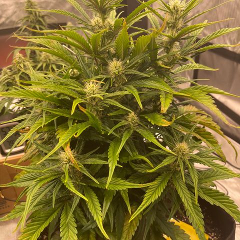Gorilla Girl XL Auto growlog timeline photo