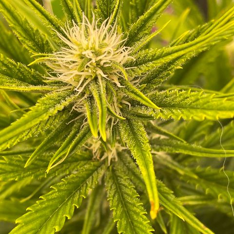 Gorilla Girl XL Auto growlog timeline photo