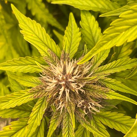 Pink Kush 2 growlog timeline photo