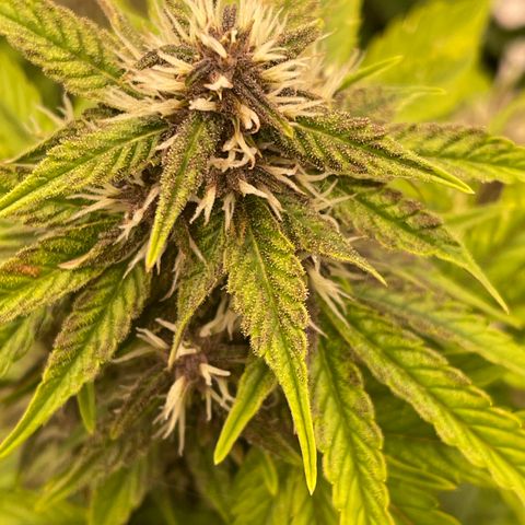 Pink Kush 2 growlog timeline photo