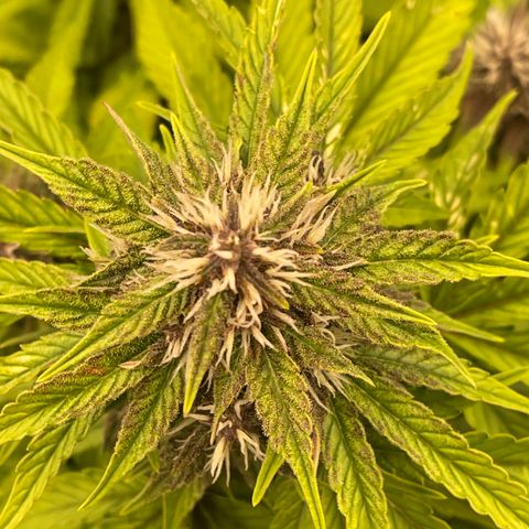 Pink Kush 2 growlog timeline photo