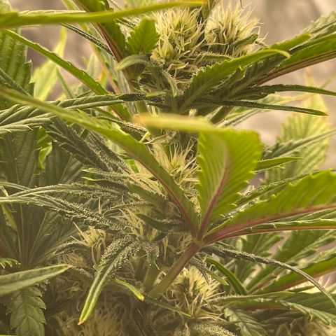 Gorilla Girl XL Auto growlog timeline photo