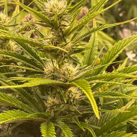 Gorilla Girl XL Auto growlog timeline photo