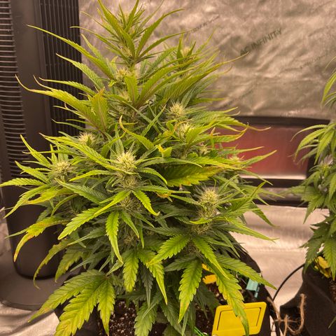 Gorilla Girl XL Auto growlog timeline photo