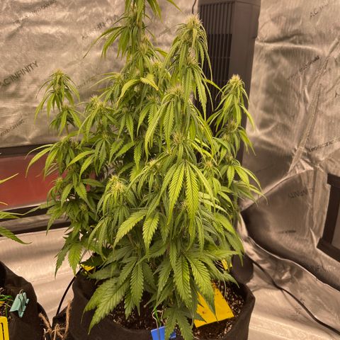 Alaskan Purple Auto growlog timeline photo