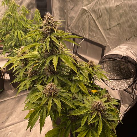 Pink Kush 2 growlog timeline photo