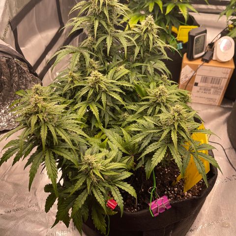 Charlottes Angel CBD Auto growlog timeline photo