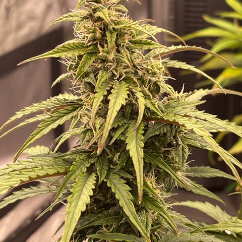 Charlottes Angel CBD Auto growlog timeline photo