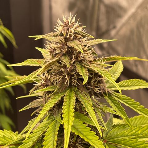 Pink Kush 2 growlog timeline photo