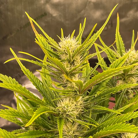 Gorilla Girl XL Auto growlog timeline photo