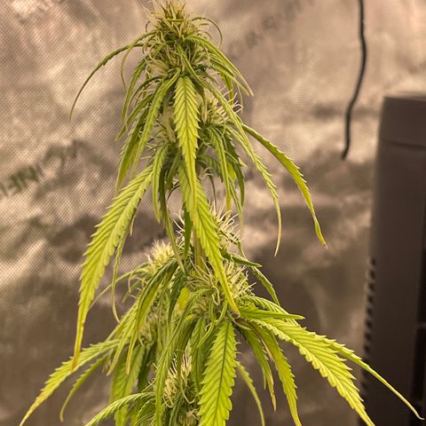 Alaskan Purple Auto growlog timeline photo