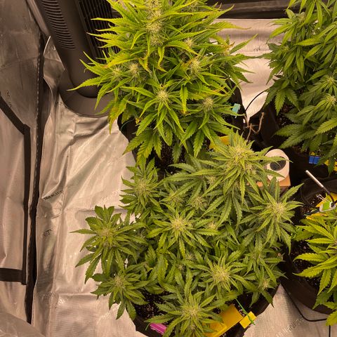 Pink Kush 2 growlog timeline photo