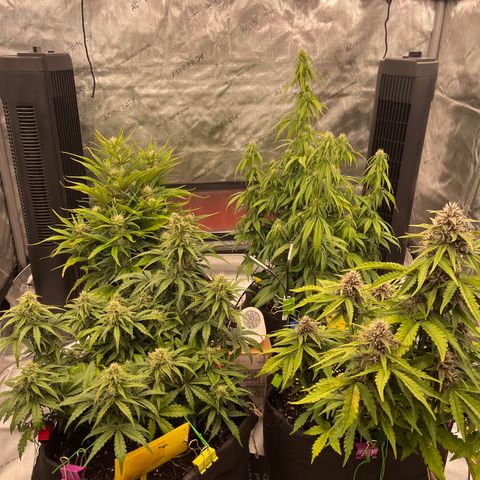 Pink Kush 2 growlog timeline photo