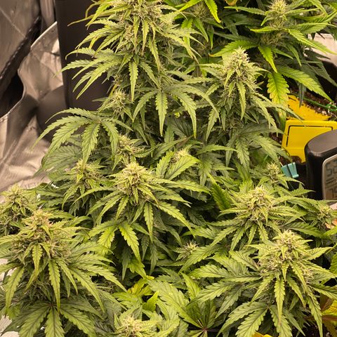 Charlottes Angel CBD Auto growlog timeline photo