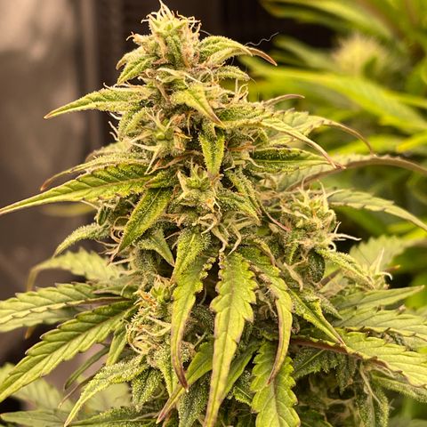 Charlottes Angel CBD Auto growlog timeline photo