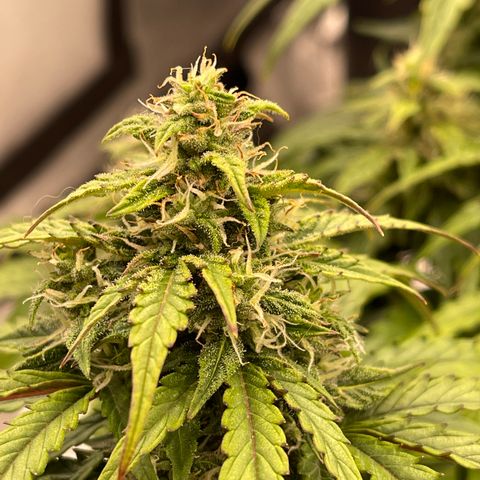 Charlottes Angel CBD Auto growlog timeline photo