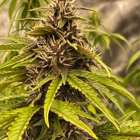 Pink Kush 2 growlog timeline photo