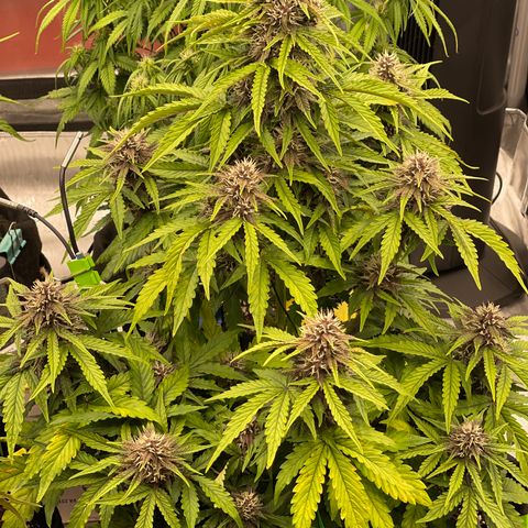 Pink Kush 2 growlog timeline photo