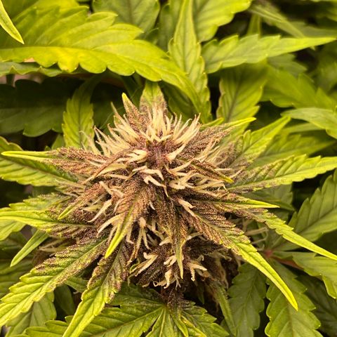 Pink Kush 2 growlog timeline photo