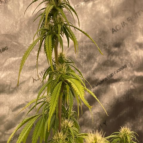 Alaskan Purple Auto growlog timeline photo