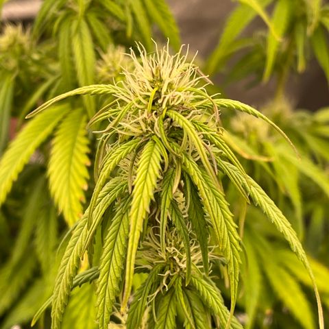 Alaskan Purple Auto growlog timeline photo