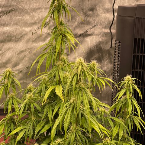 Alaskan Purple Auto growlog timeline photo
