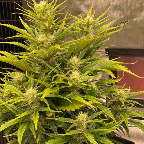 Gorilla Girl XL Auto growlog timeline photo