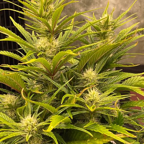 Gorilla Girl XL Auto growlog timeline photo