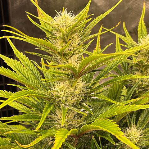 Gorilla Girl XL Auto growlog timeline photo