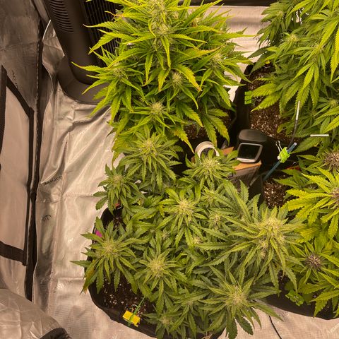 Pink Kush 2 growlog timeline photo