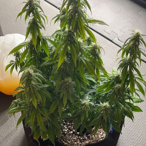 Alaskan Purple Auto growlog timeline photo