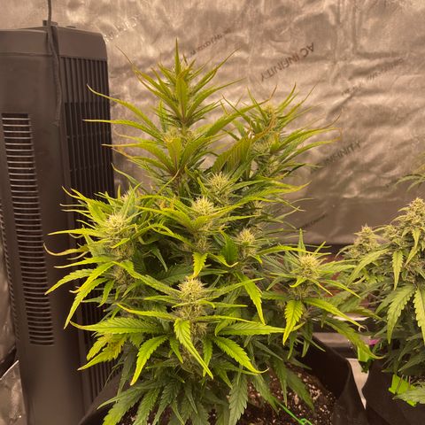 Gorilla Girl XL Auto growlog timeline photo