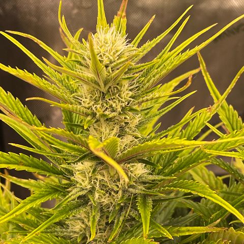 Gorilla Girl XL Auto growlog timeline photo
