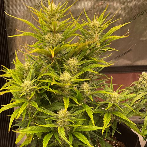 Gorilla Girl XL Auto growlog timeline photo