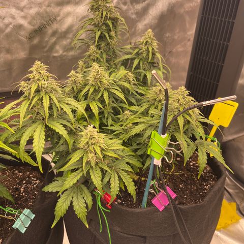 Charlottes Angel CBD Auto growlog timeline photo