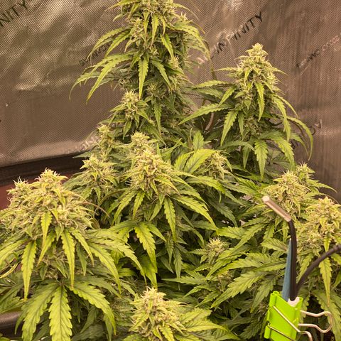 Charlottes Angel CBD Auto growlog timeline photo