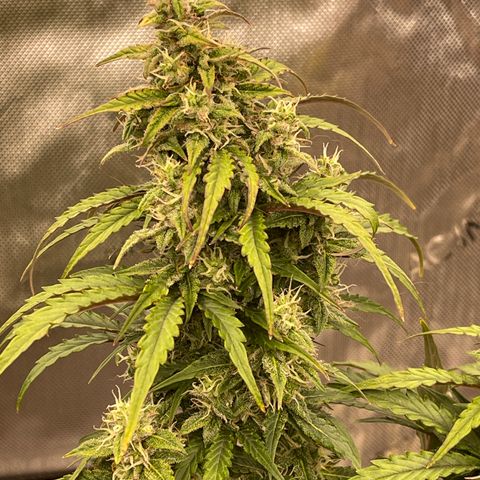 Charlottes Angel CBD Auto growlog timeline photo