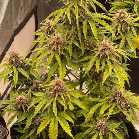 Pink Kush 2 growlog timeline photo