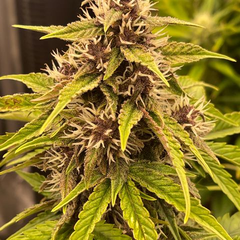 Pink Kush 2 growlog timeline photo