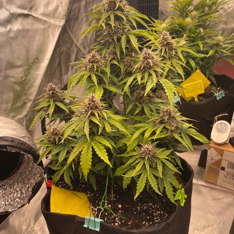 Pink Kush 2 growlog timeline photo