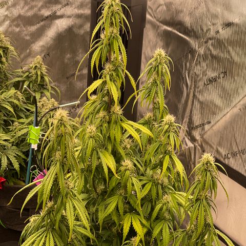 Alaskan Purple Auto growlog timeline photo