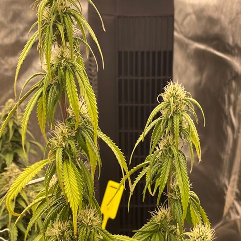 Alaskan Purple Auto growlog timeline photo