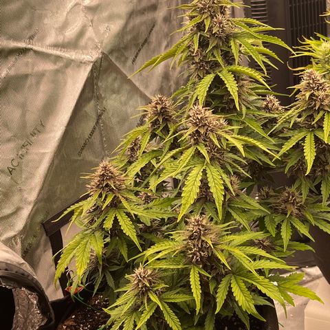 Pink Kush 2 growlog timeline photo