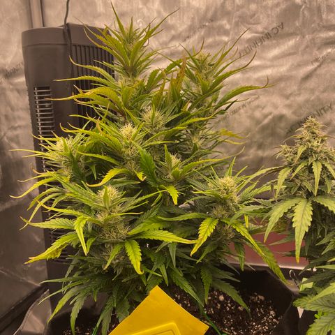 Gorilla Girl XL Auto growlog timeline photo