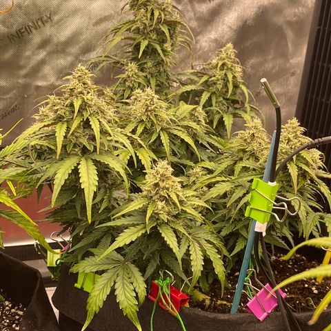 Charlottes Angel CBD Auto growlog timeline photo