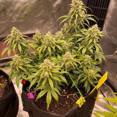 Charlottes Angel CBD Auto growlog timeline photo
